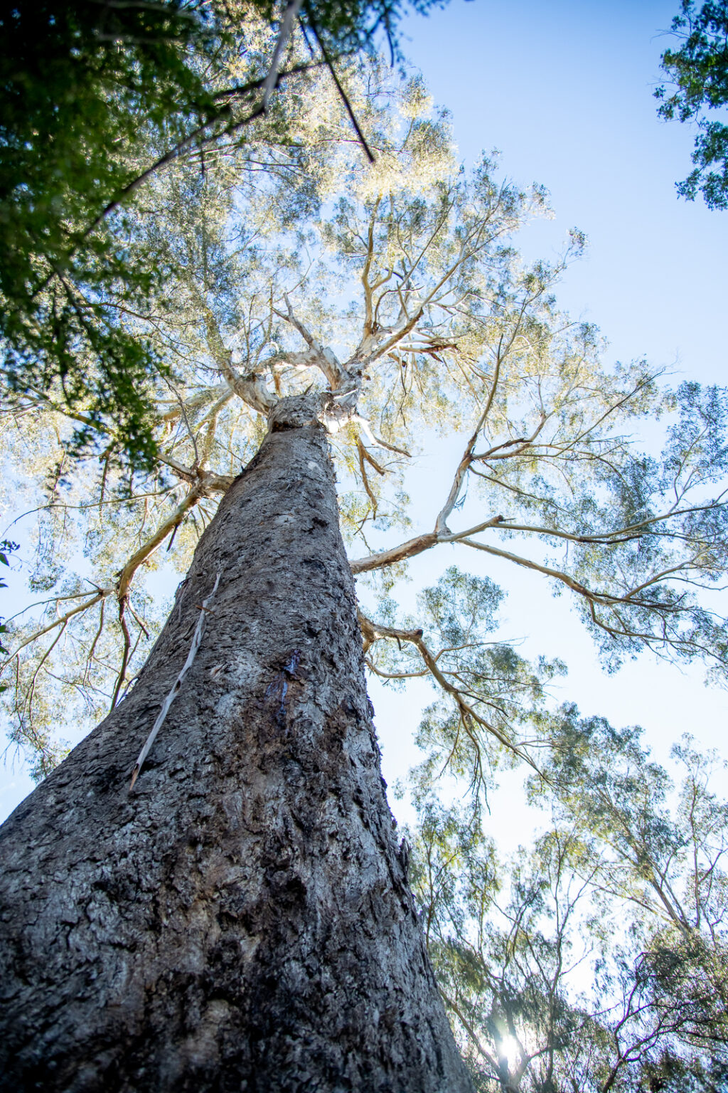 Cann River (24)