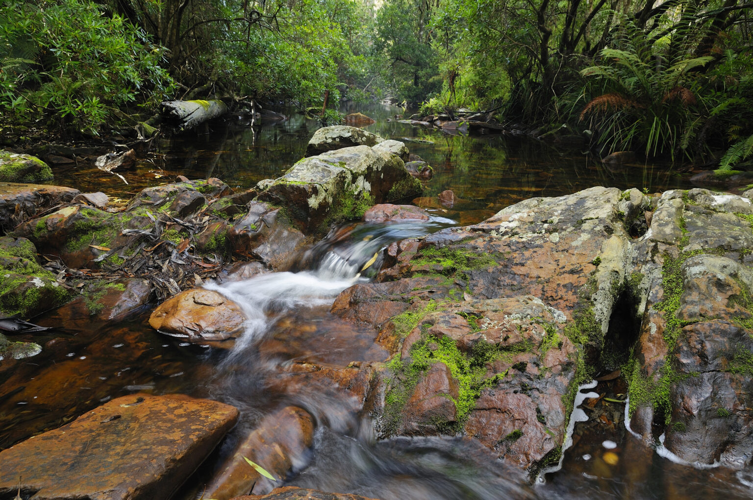 Errinundra National Park