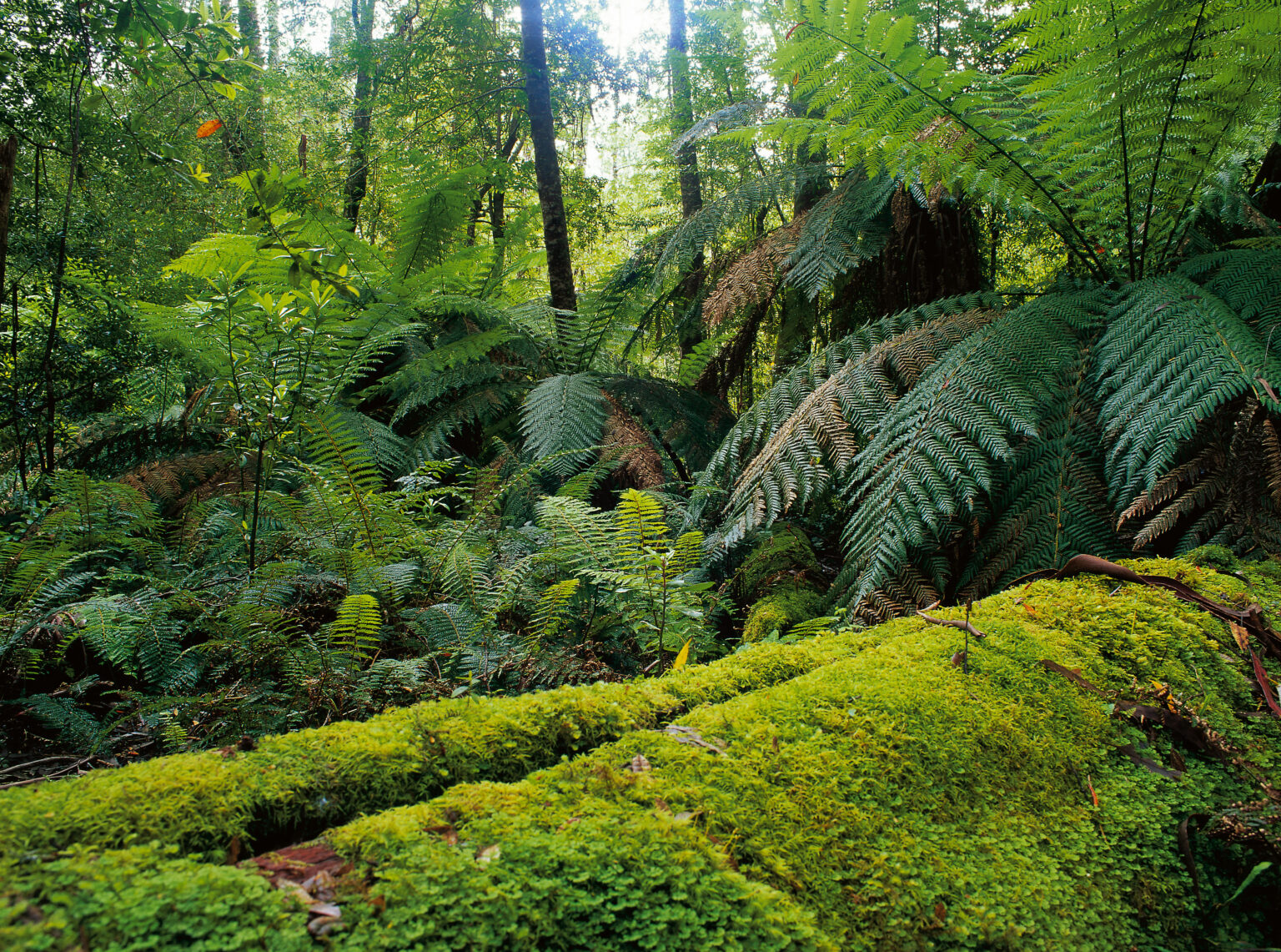 Errinundra National Park Rainforest