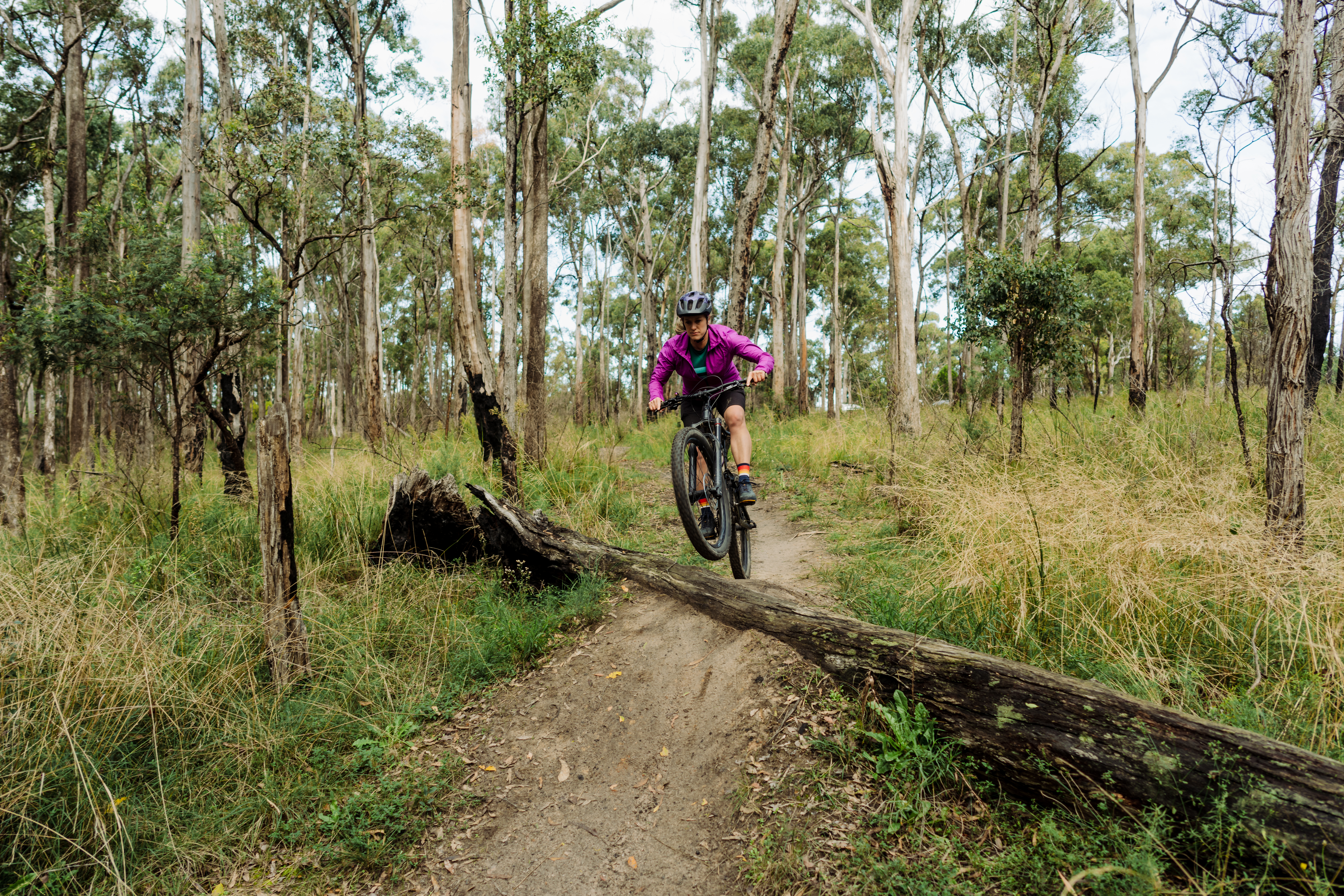 A mountain biker rides over a fallen log on a dirt trail, surrounded by tall eucalyptus trees and grassy undergrowth in an Australian forest.