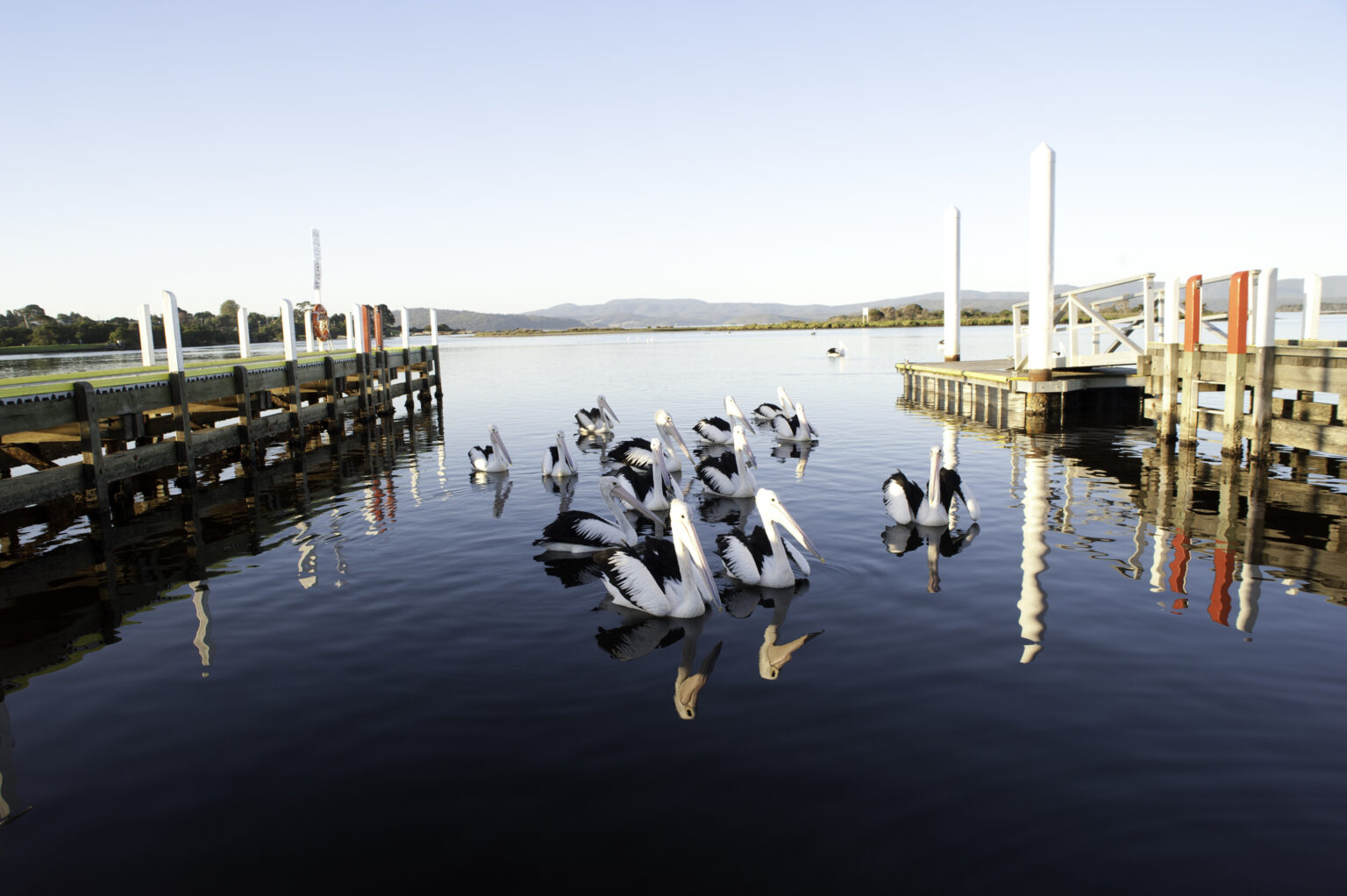 Mallacoota Flock of Pelicans