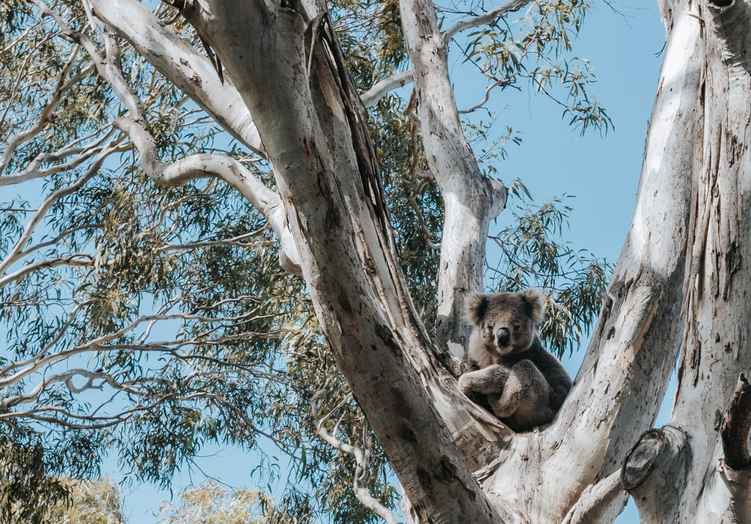 Raymond Island Koala Trail