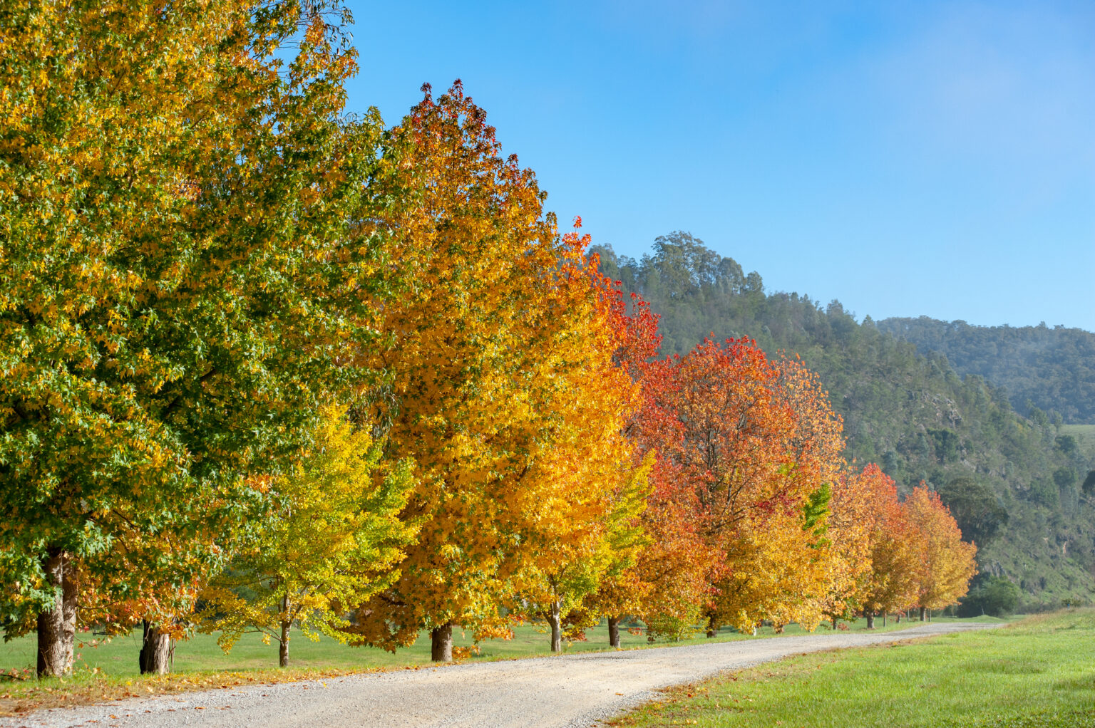 Buchan _ Line of Autumn Trees