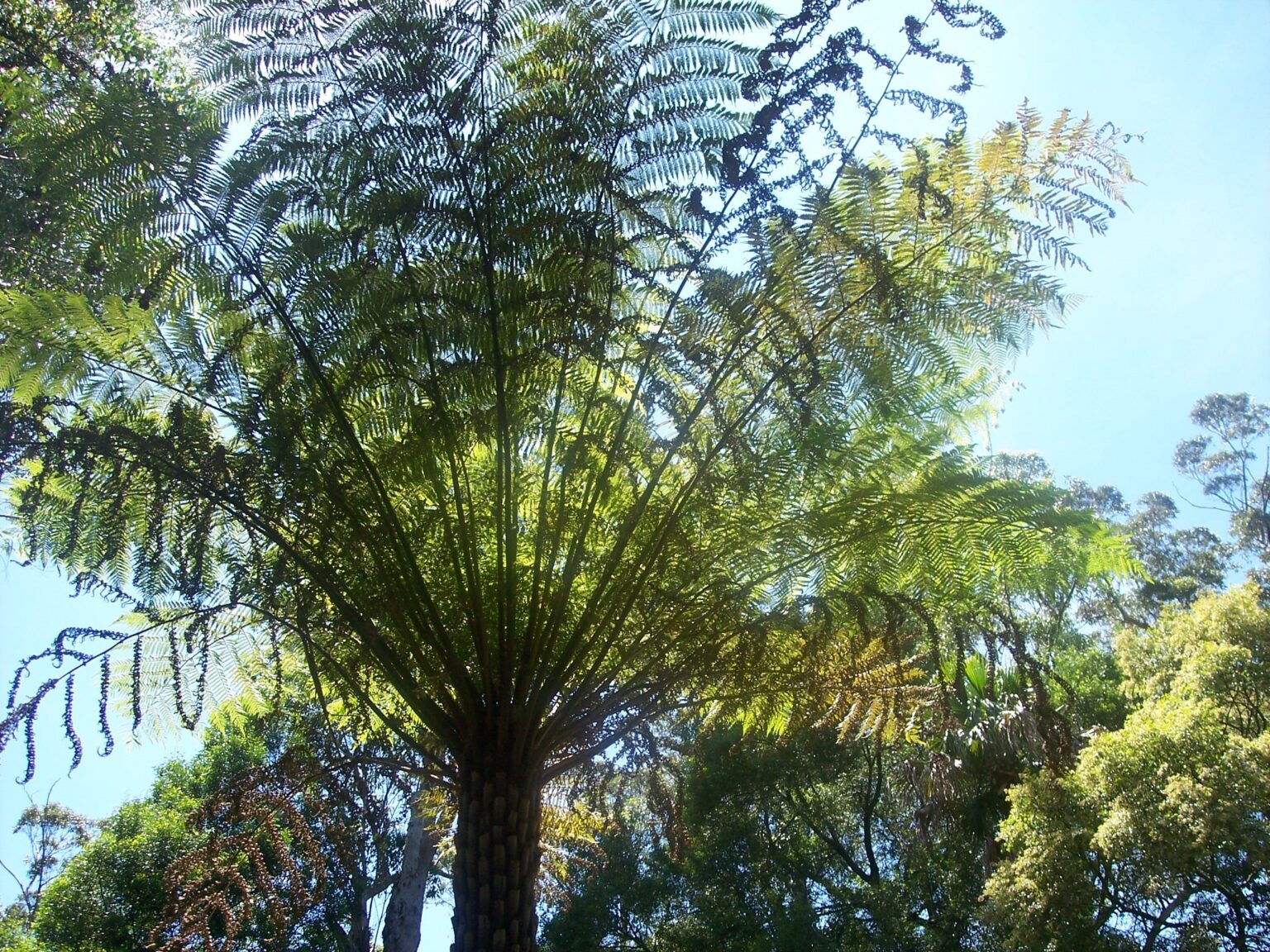 Cabbage Tree Palms Walk