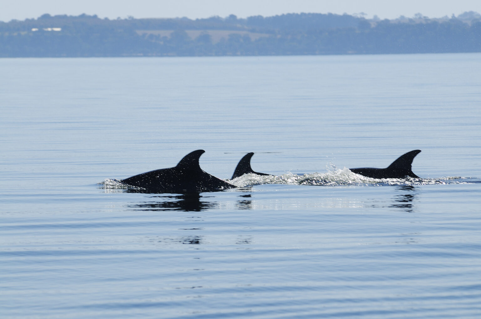Dolphins swimming in the Gippsland Lakes