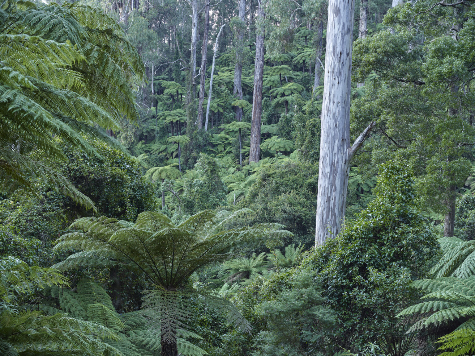 Errinundra and WA May 2017