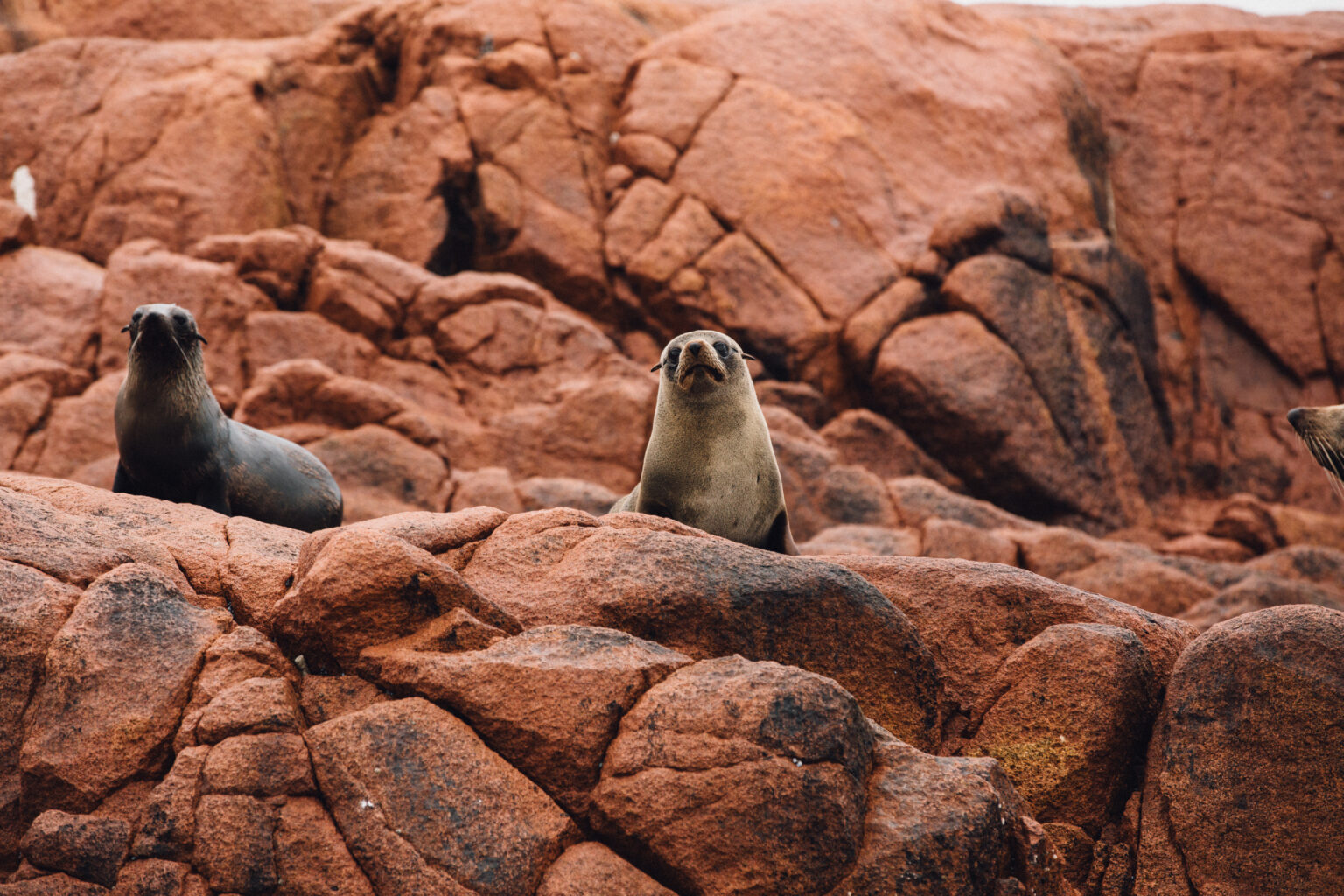 Gabo Island Seals Mallacoota HR-6893