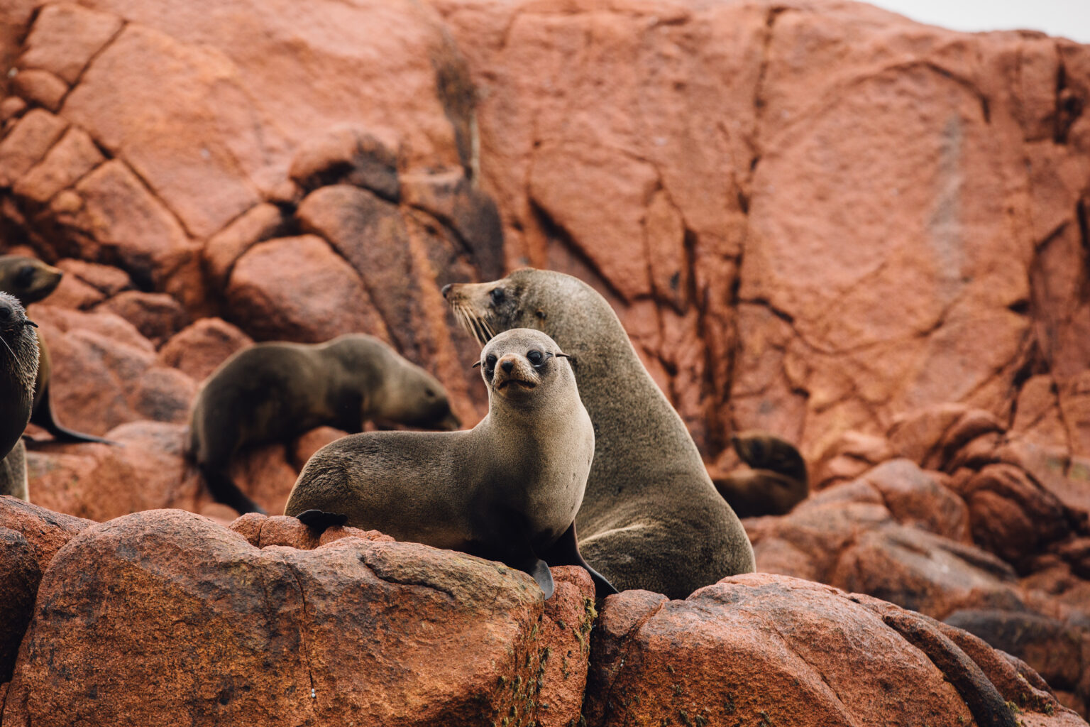 Gabo Island Seals Mallacoota HR-6914