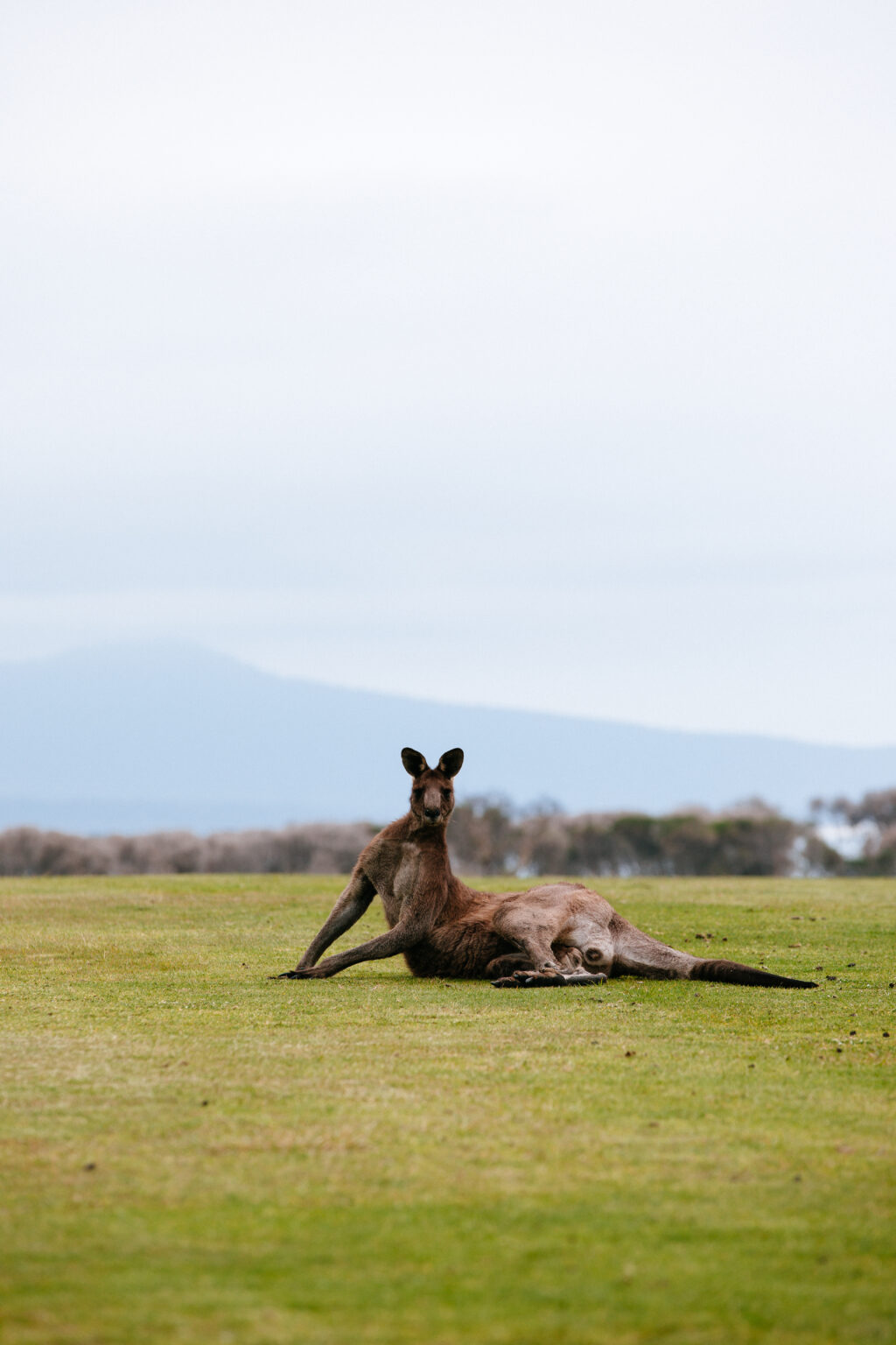 Mallacoota Kangaroo HR-7089