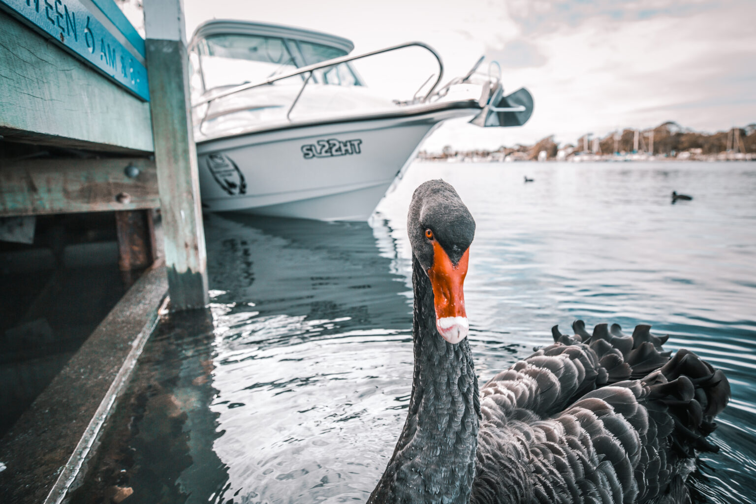 Paynesville Swan (1)