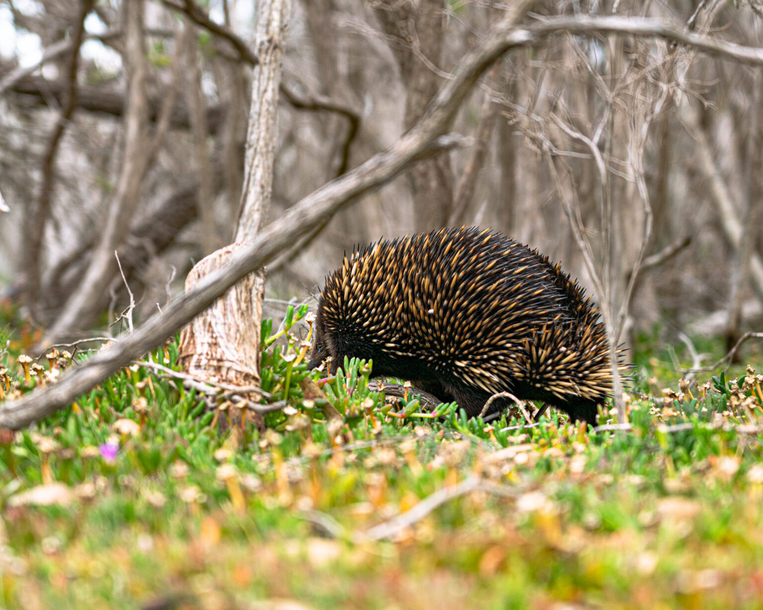 Raymond Island (2) Echidna