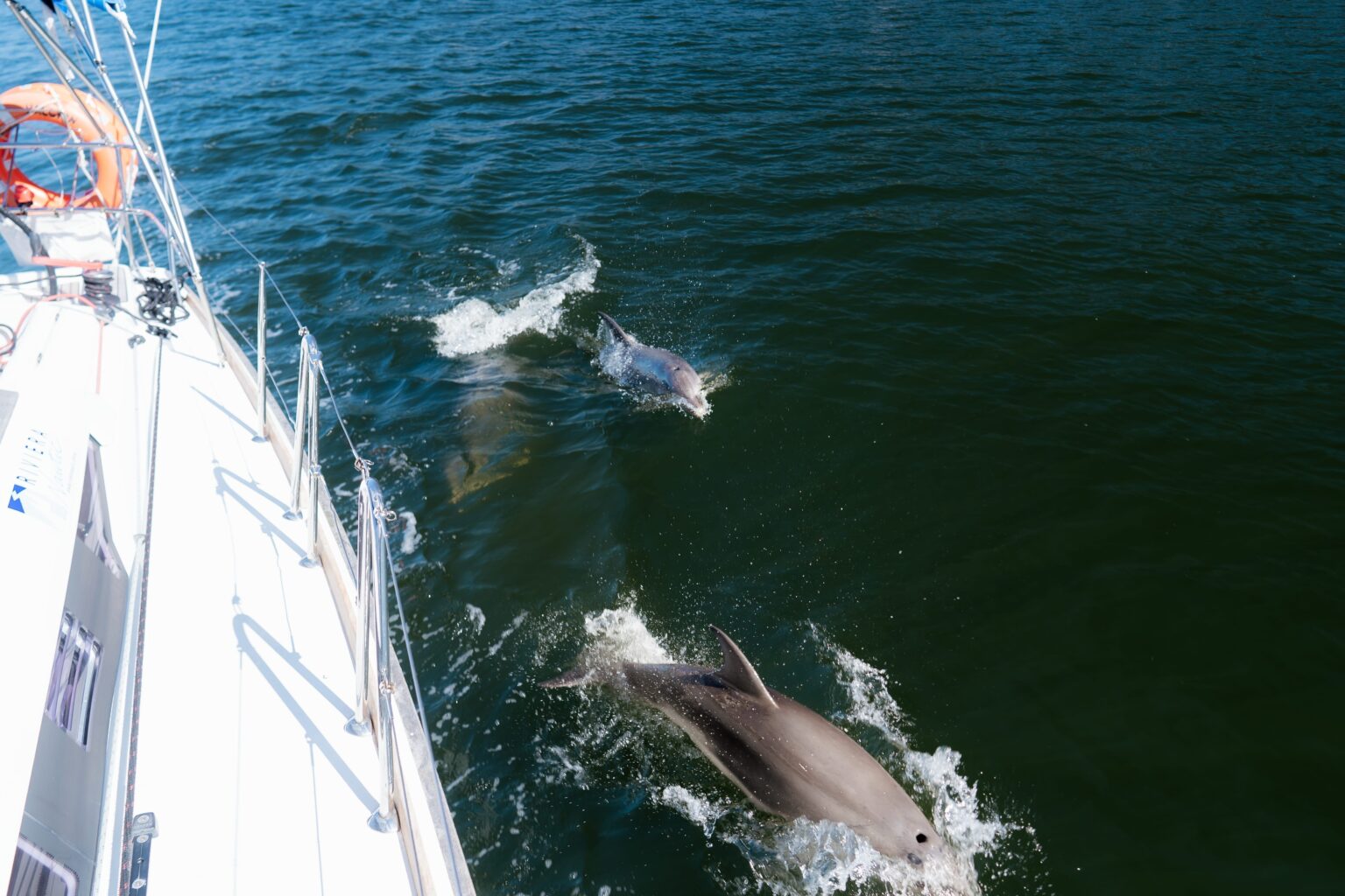 Riviera Nautic Metung Gippsland Lakes Dolphins