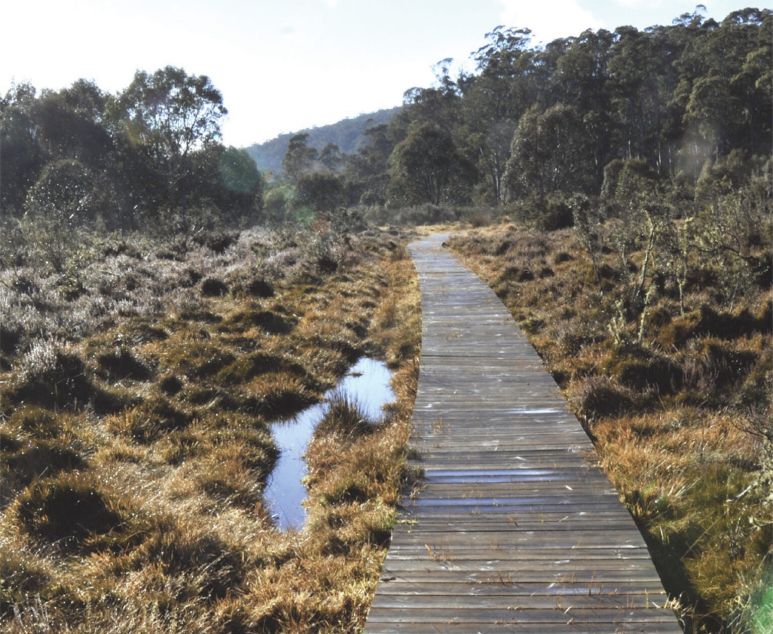 Bentley Creek Walk boardwalk