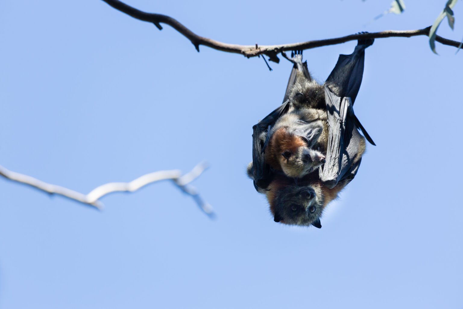 Grey-headed flying fox, Yarra Bend Park
