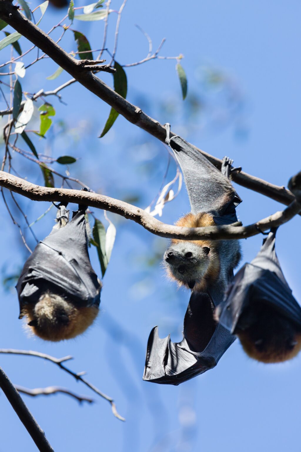 Grey-headed flying fox, Yarra Bend Park