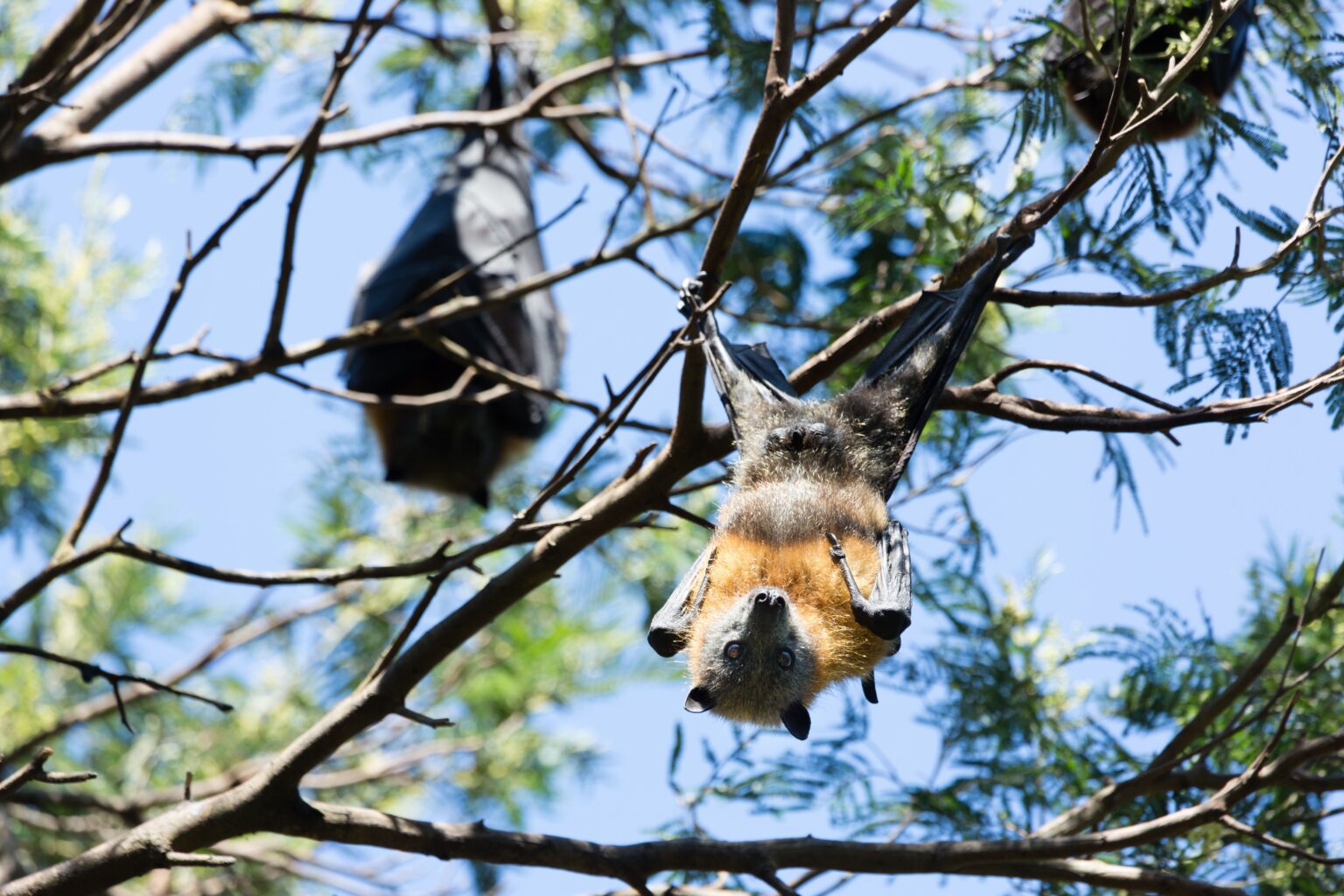 Grey-headed flying fox, Yarra Bend Park