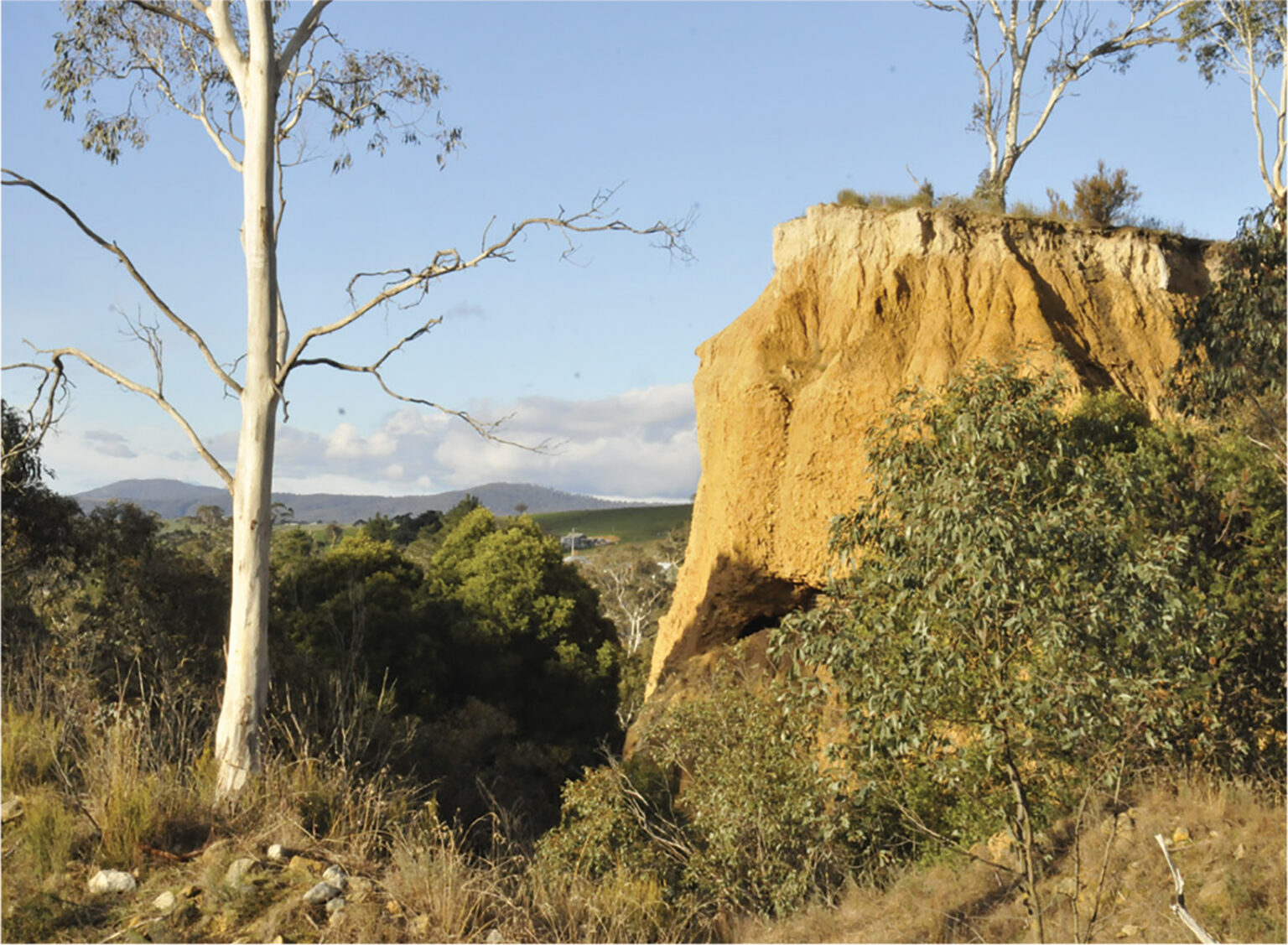 Oriental Claims Walks Omeo