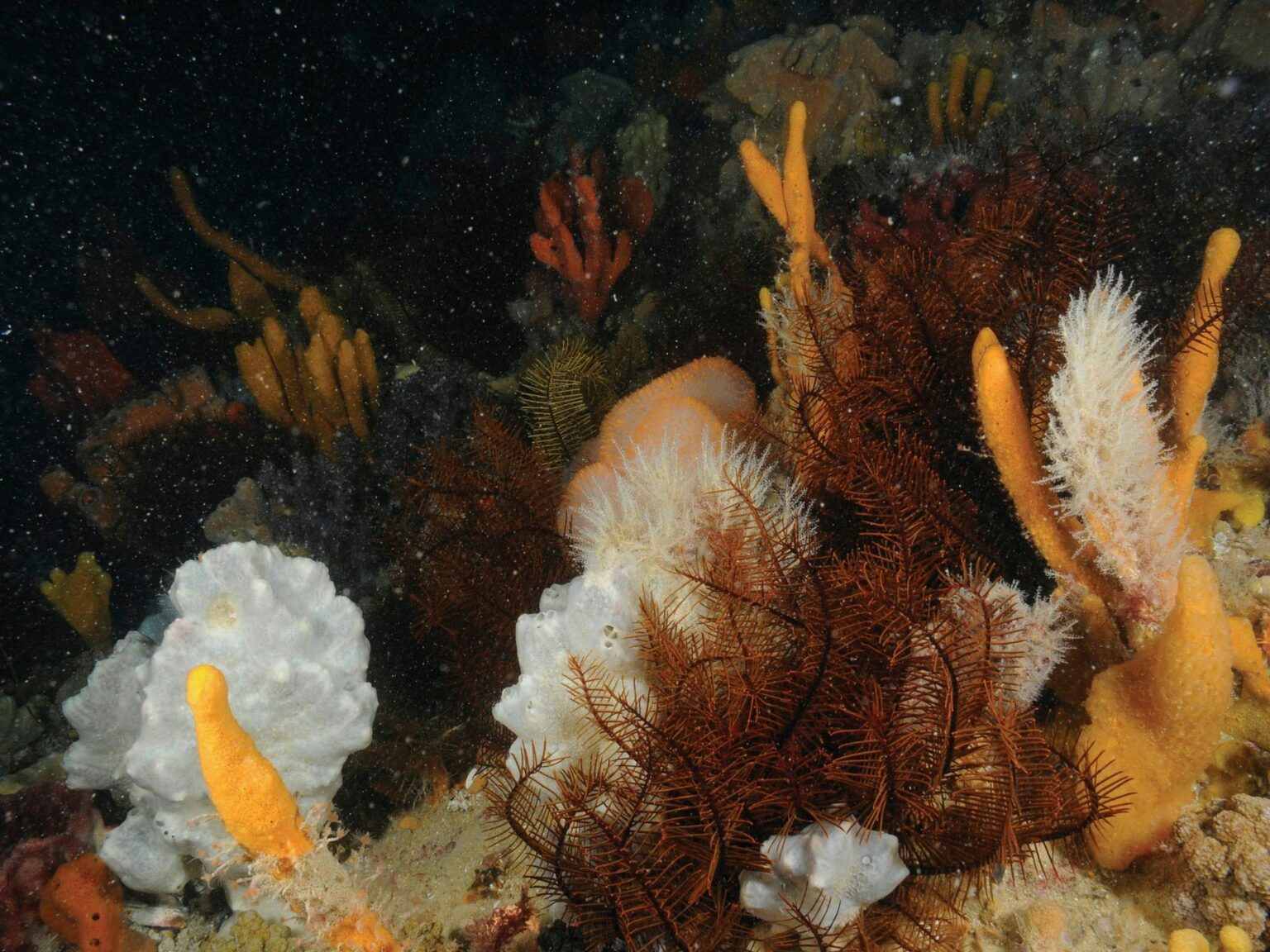 Point Hicks Marine Park
