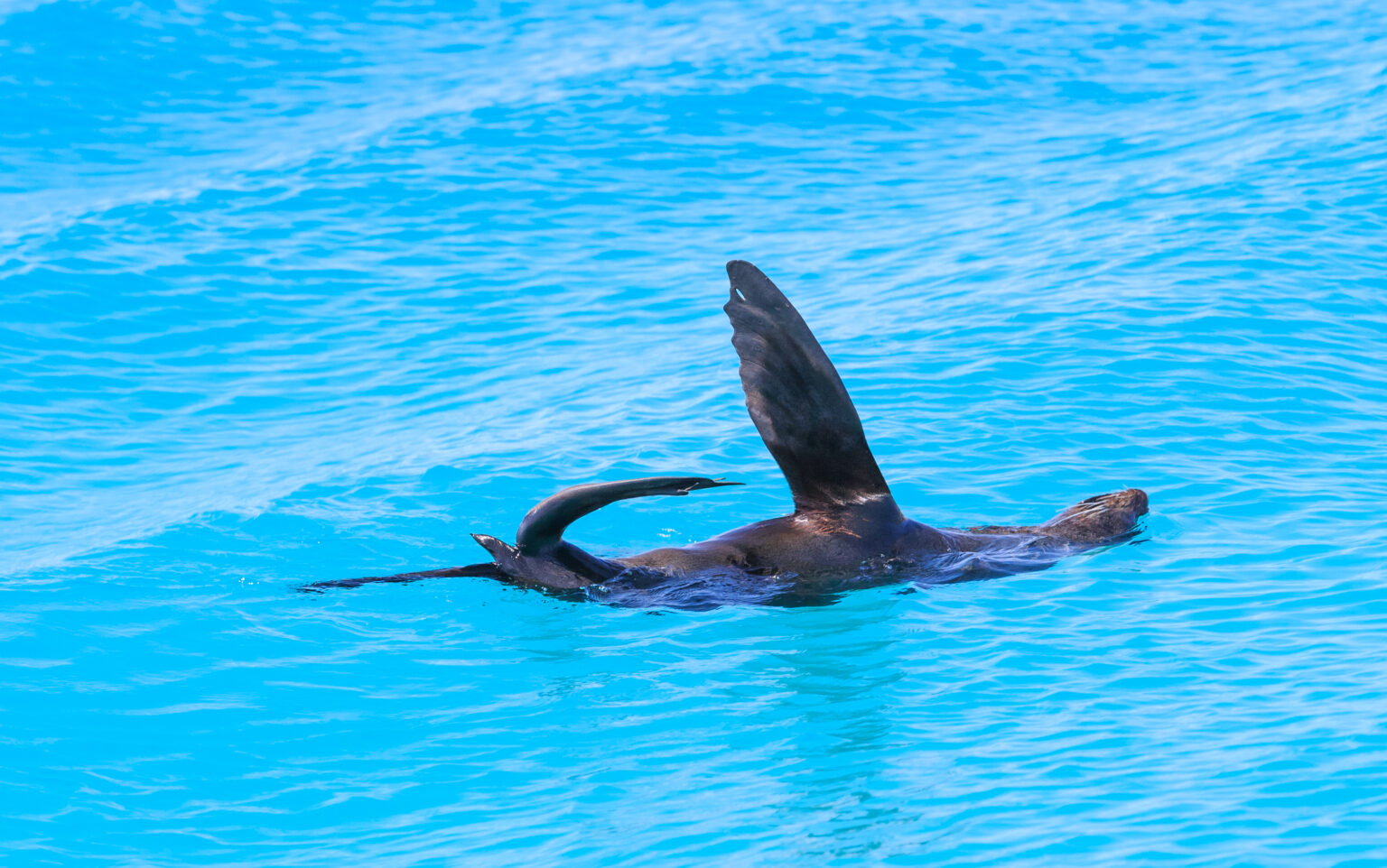 Seal swimming in the Gippsland Lakes