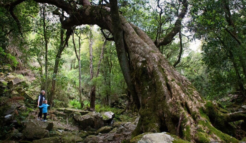 Mum-and-girl-under-giant-tree-Mitchell-River-National-Park