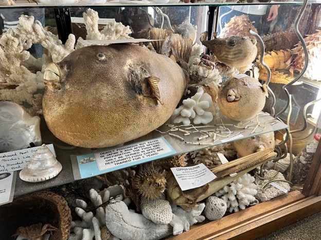 Selection of dead fish, shells and coral on display at Griffiths Sea Shell Museum in Lakes Entrance Victoria. Escape the Ordinary in East Gippsland