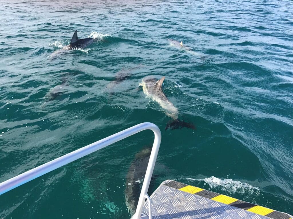 Lakes Explorer dolphins
