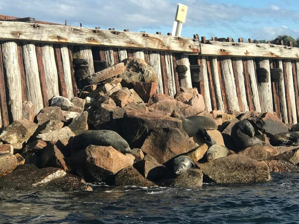 Lakes Explorer Cruise photo of seals