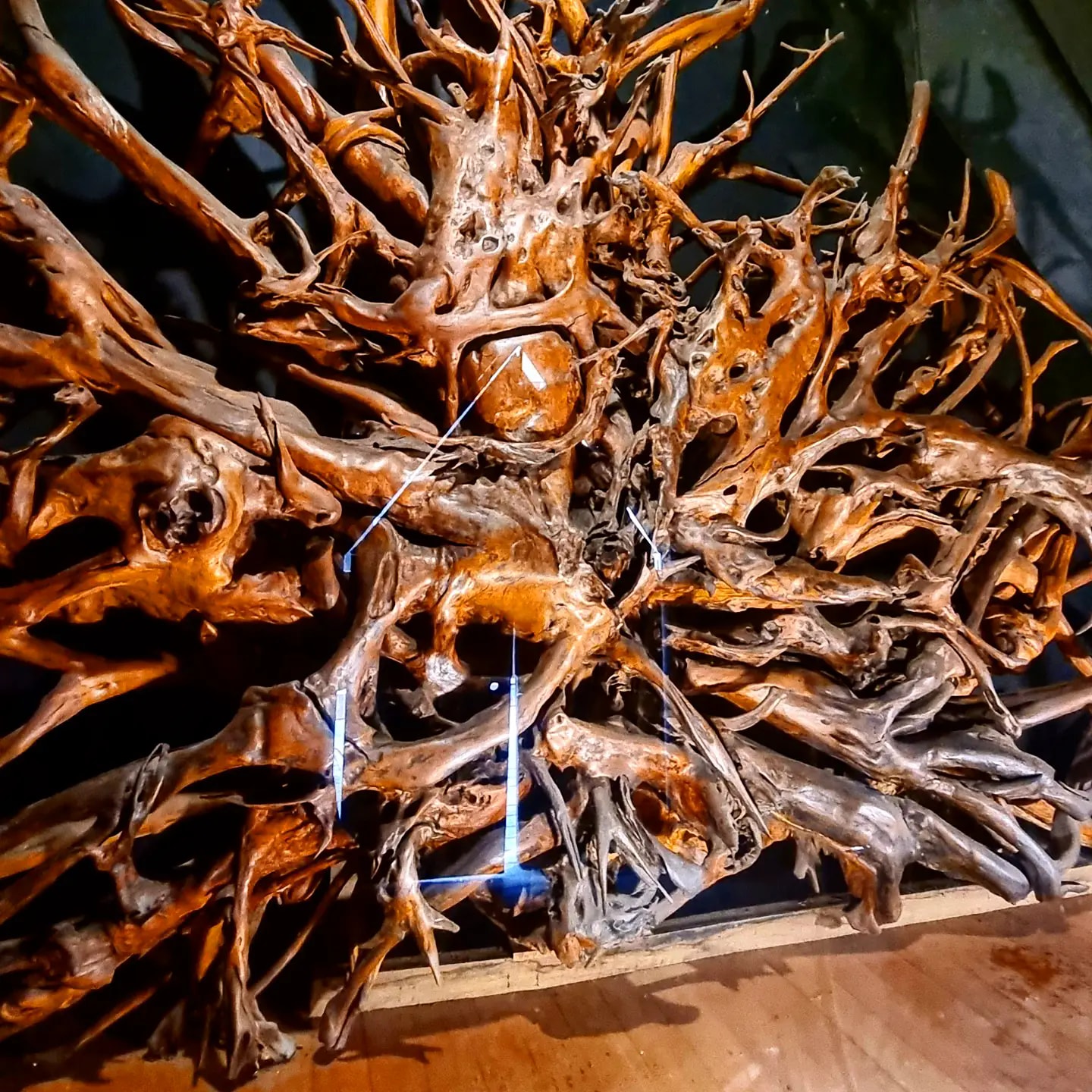 Photograph of Big Root in Nowa Nowa East Gippsland. Escape the Ordinary in East Gippsland