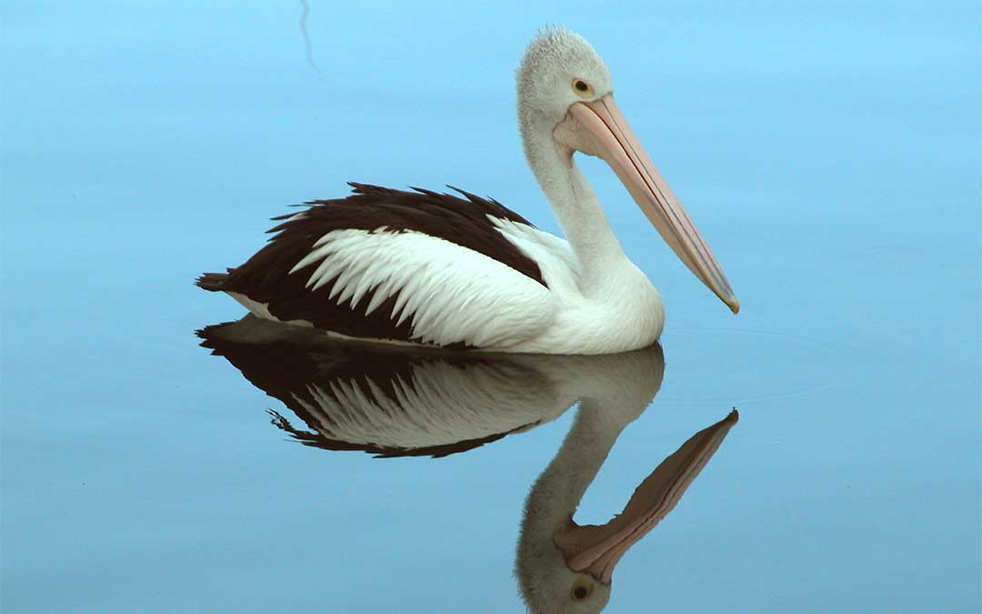 Peels Cruises photo of a pelican