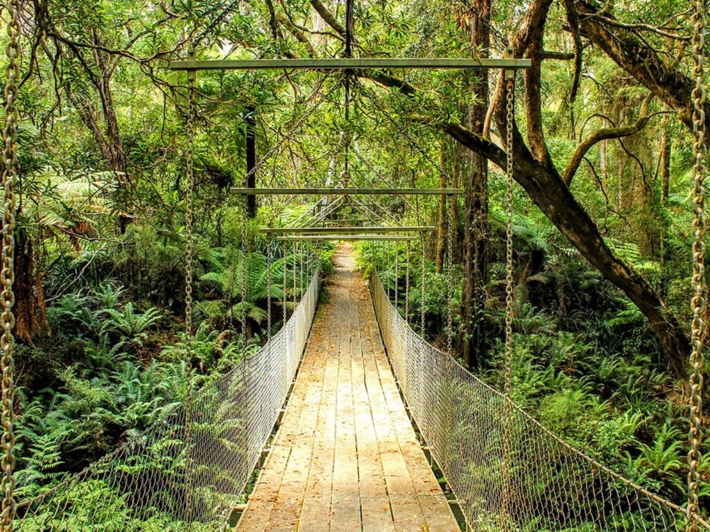 Mckenzie River Rainforest Walk