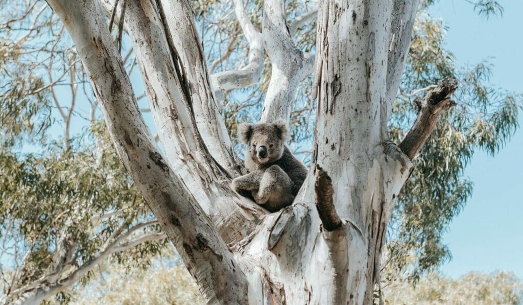 Make sure to look up to spot koalas in the trees above