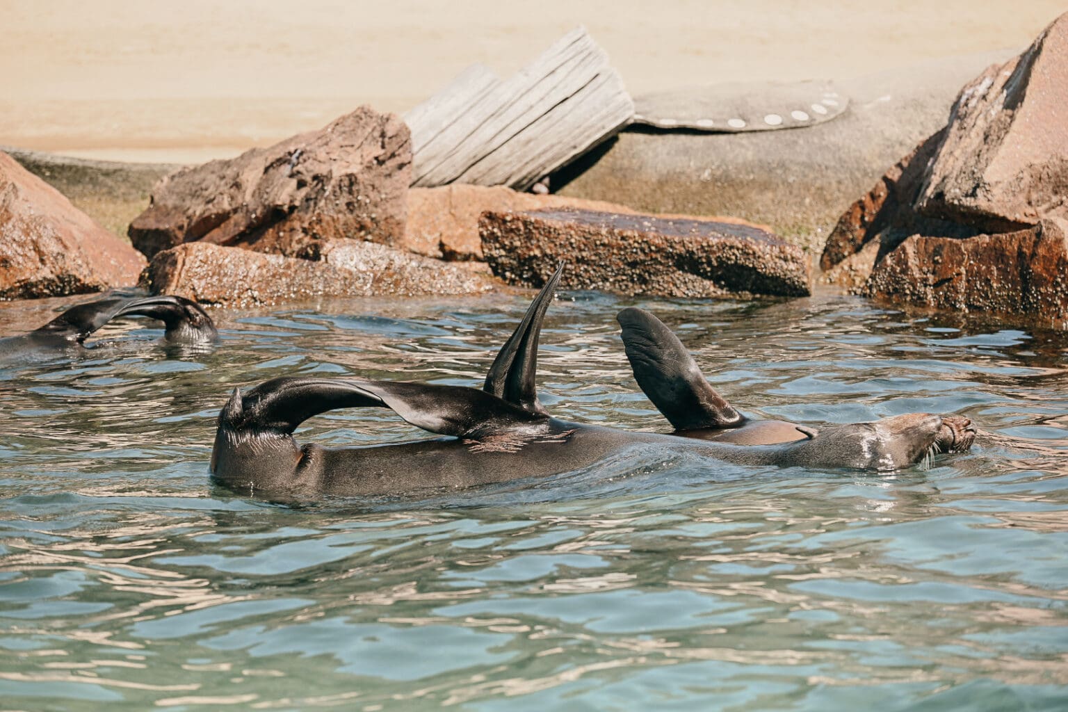 The_Entrance_Lakes_Entrance (7)