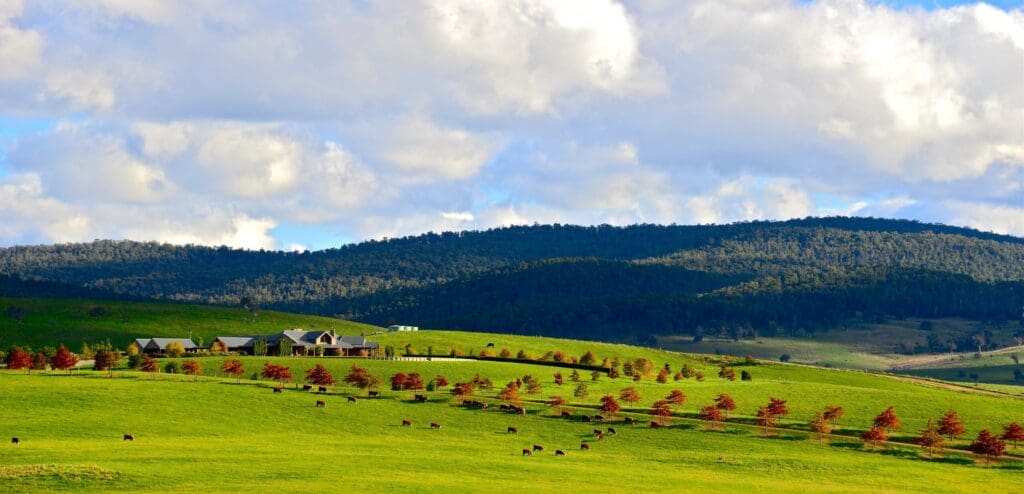 Between Omeo and Mt Hotham