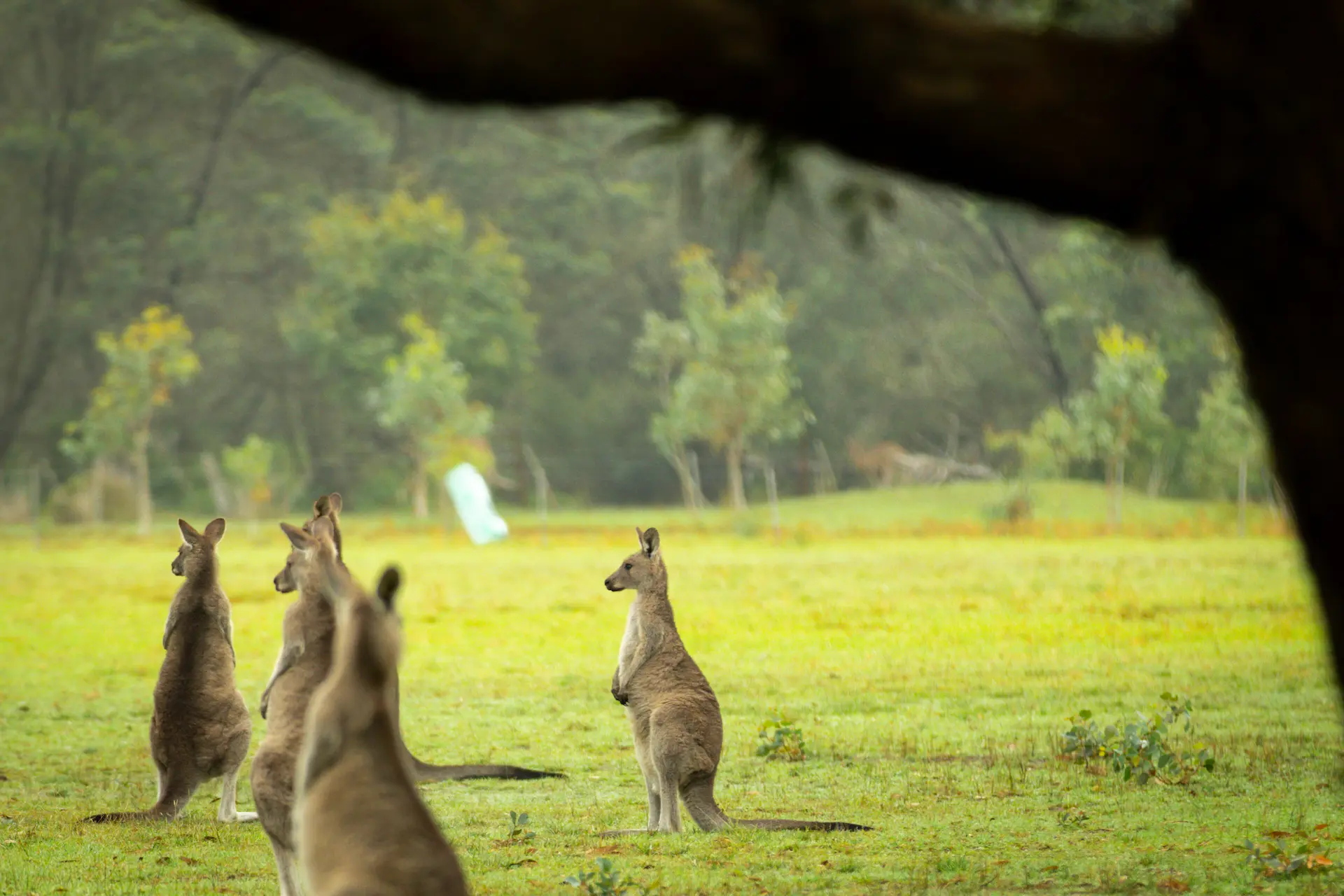 Group of kangaroos standing alert in a grassy clearing on Raymond Island
