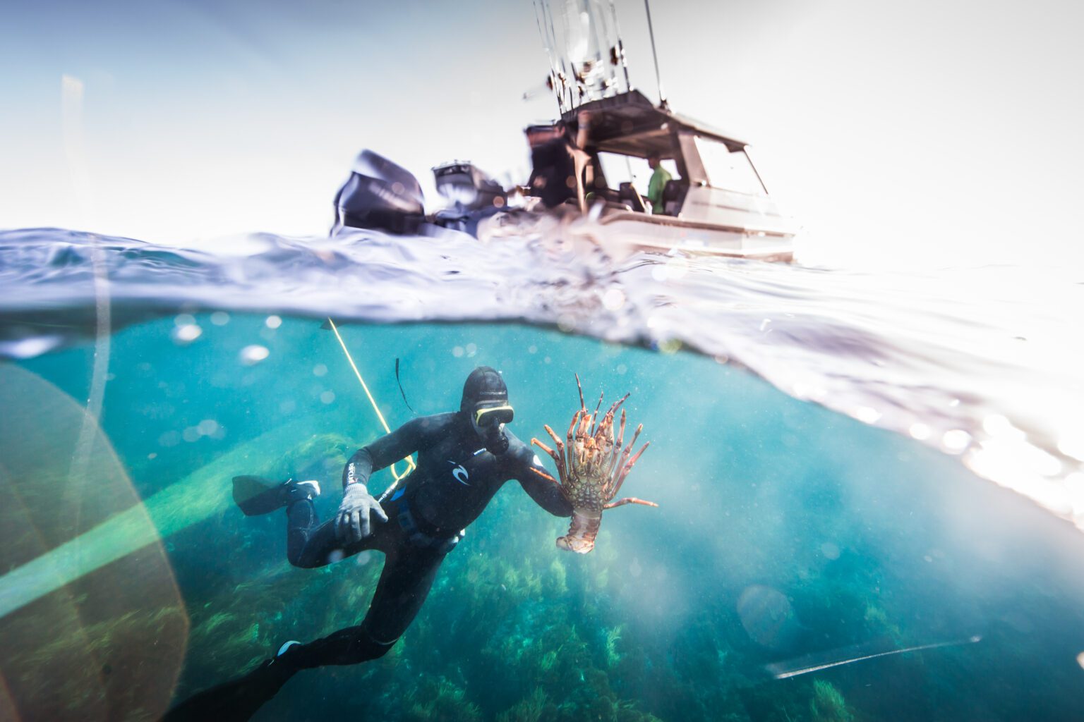 Crayfish diving