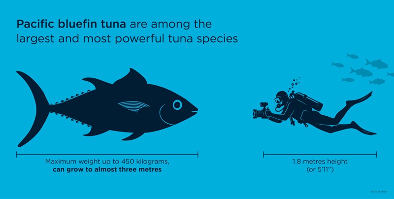 Pacific bluefin tuna infographic