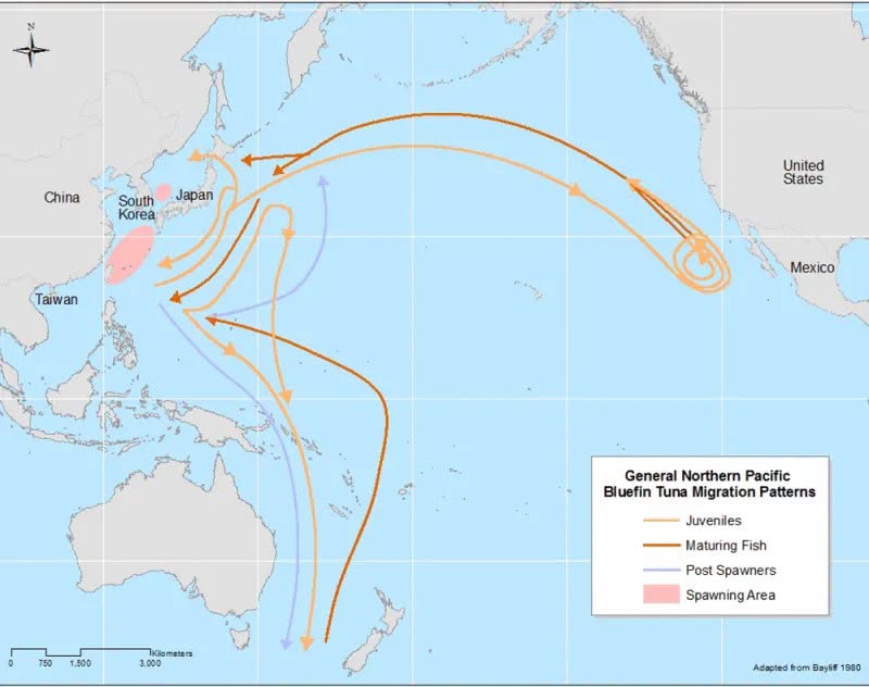 Tuna Migration Map